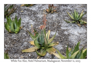 White Fox Aloe