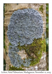 Lichen