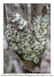 Lichen