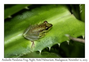 Andasibe Pandanus Frog