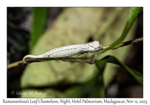 Ramanantsoa's Leaf Chameleon