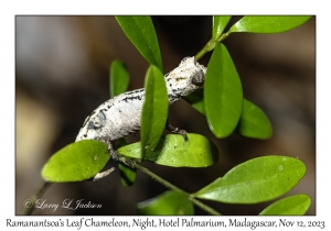 Ramanantsoa's Leaf Chameleon