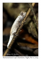 Ramanantsoa's Leaf Chameleon