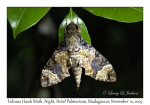 Fulvous Hawk Moth