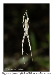 Big-jawed Spider