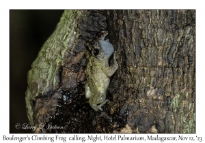 Boulenger's Climbing Frog calling