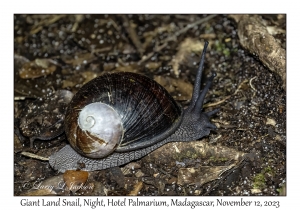 Giant Land Snail