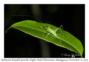 Katydid juvenile