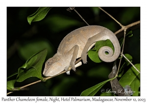 Panther Chameleon female