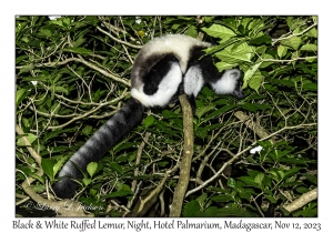 Black & White Ruffed Lemur