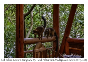 Red-bellied Lemurs