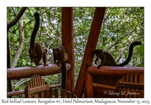 Red-bellied Lemurs