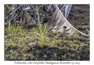 Pratincoles