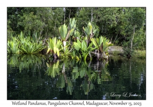 Wetland Pandanus