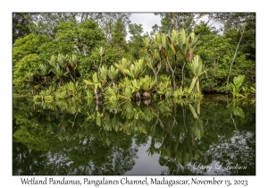 Wetland Pandanus