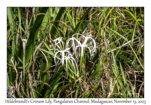 Hildebrandt's Crinum Lily