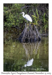 Dimorphic Egret