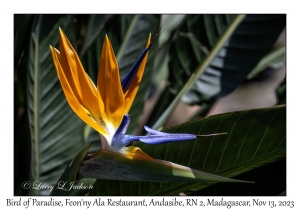 Bird of Paradise