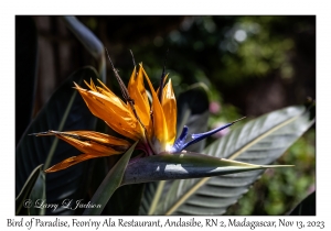 Bird of Paradise