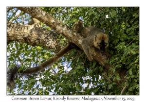 Common Brown Lemur