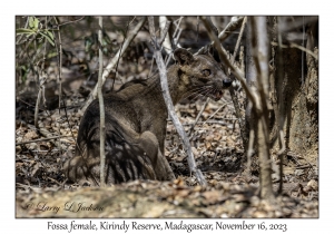 Fossa female