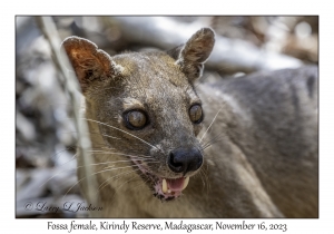 Fossa female