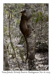 Fossa female