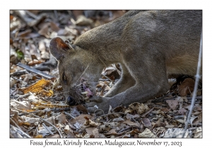 Fossa female