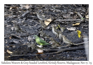 Sakalava Weavers & Grey-headed Lovebird