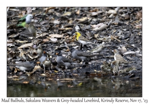 Madagascar Bulbuls & Sakalava Weavers