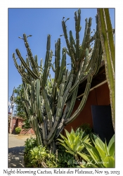 Night-blooming Cactus