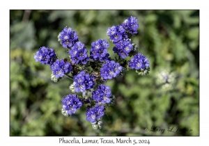 Phacelia