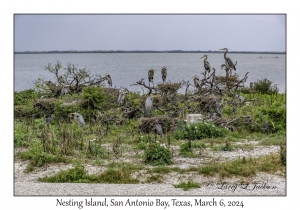 Nesting Island