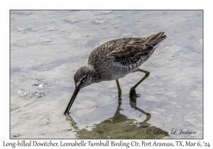 2024-03-06#4995 Limnodromus scolopaceus - Long-billed Dowitcher, Leonabelle Turnbull Birding Center, Port Aransas, Texas