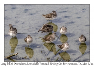 2024-03-06#4997 Limnodromus scolopaceus - Long-billed Dowitcher, Leonabelle Turnbull Birding Center, Port Aransas, Texas