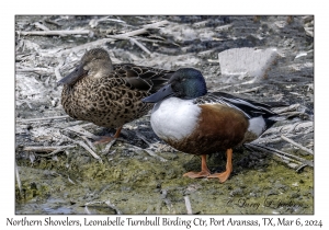 2024-03-06#5001 Anas clypeata - Northern Shoveler, Leonabelle Turnbull Birding Center, Port Aransas, Texas