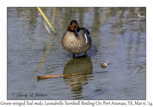 2024-03-06#5003 Anas crecca - Green-winged Teal male, Leonabelle Turnbull Birding Center, Port Aransas, Texas