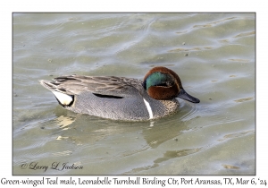 2024-03-06#5017 Anas crecca - Green-winged Teal male, Leonabelle Turnbull Birding Center, Port Aransas, Texas
