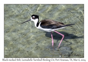 2024-03-06#5025 Himantopus mexicanus - Black-necked Stilt, Leonabelle Turnbull Birding Center, Port Aransas, Texas