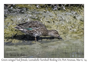 2024-03-06#5033 Anas crecca - Green-winged Teal female, Leonabelle Turnbull Birding Center, Port Aransas, Texas