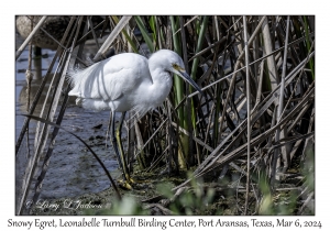 2024-03-06#5040 Egretta thula - Snowy Egret, Leonabelle Turnbull Birding Center, Port Aransas, Texas