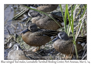 2024-03-06#5041 Anas discors - Blue-winged Teal male, Leonabelle Turnbull Birding Center, Port Aransas, Texas