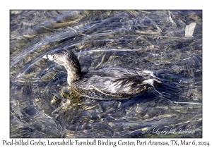 2024-03-06#5042 Podilymbus podiceps - Pied-billed Grebe, Leonabelle Turnbull Birding Center, Port Aransas, Texas