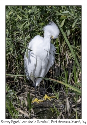2024-03-06#5056 Egretta thula - Snowy Egret, Leonabelle Turnbull Birding Center, Port Aransas, Texas