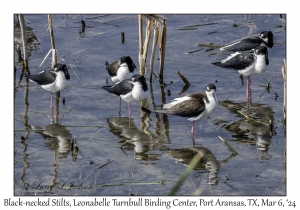 2024-03-06#5062 Himantopus mexicanus - Black-necked Stilt, Leonabelle Turnbull Birding Center, Port Aransas, Texas