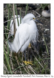2024-03-06#5063 Egretta thula - Snowy Egret, Leonabelle Turnbull Birding Center, Port Aransas, Texas