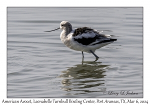 2024-03-06#5068 Recurvirostra americana - American Avocet, Leonabelle Turnbull Birding Center, Port Aransas, Texas