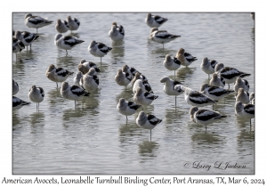 2024-03-06#5072 Recurvirostra americana - American Avocet, Leonabelle Turnbull Birding Center, Port Aransas, Texas