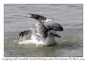 2024-03-06#5074 Leucophaeus atricilla - Laughing Gull, Leonabelle Turnbull Birding Center, Port Aransas, Texas