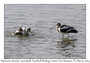 2024-03-06#5078 Recurvirostra americana - American Avocet, Leonabelle Turnbull Birding Center, Port Aransas, Texas